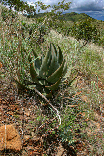 Aloe ortholopha image