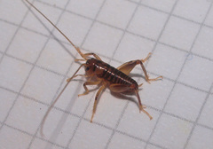 Hemiandrus