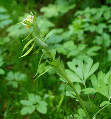 Corydalis bracteata