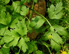 Ranunculus macounii