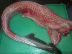 Mustelus mustelus