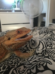 Pogona