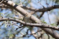 Setophaga coronata
