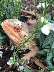 Pogona