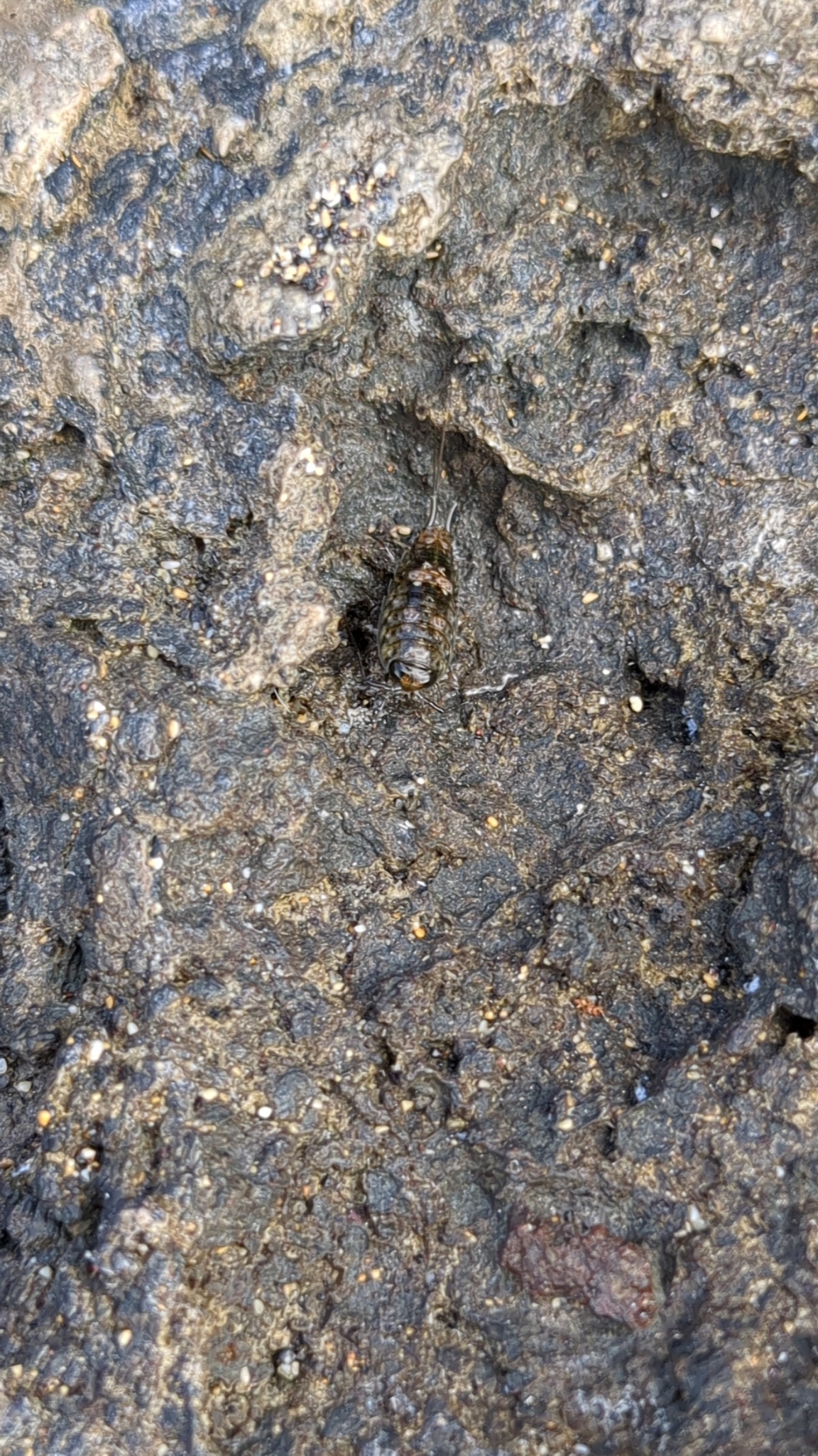 Ligia italica