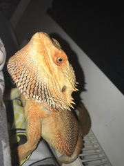 Pogona