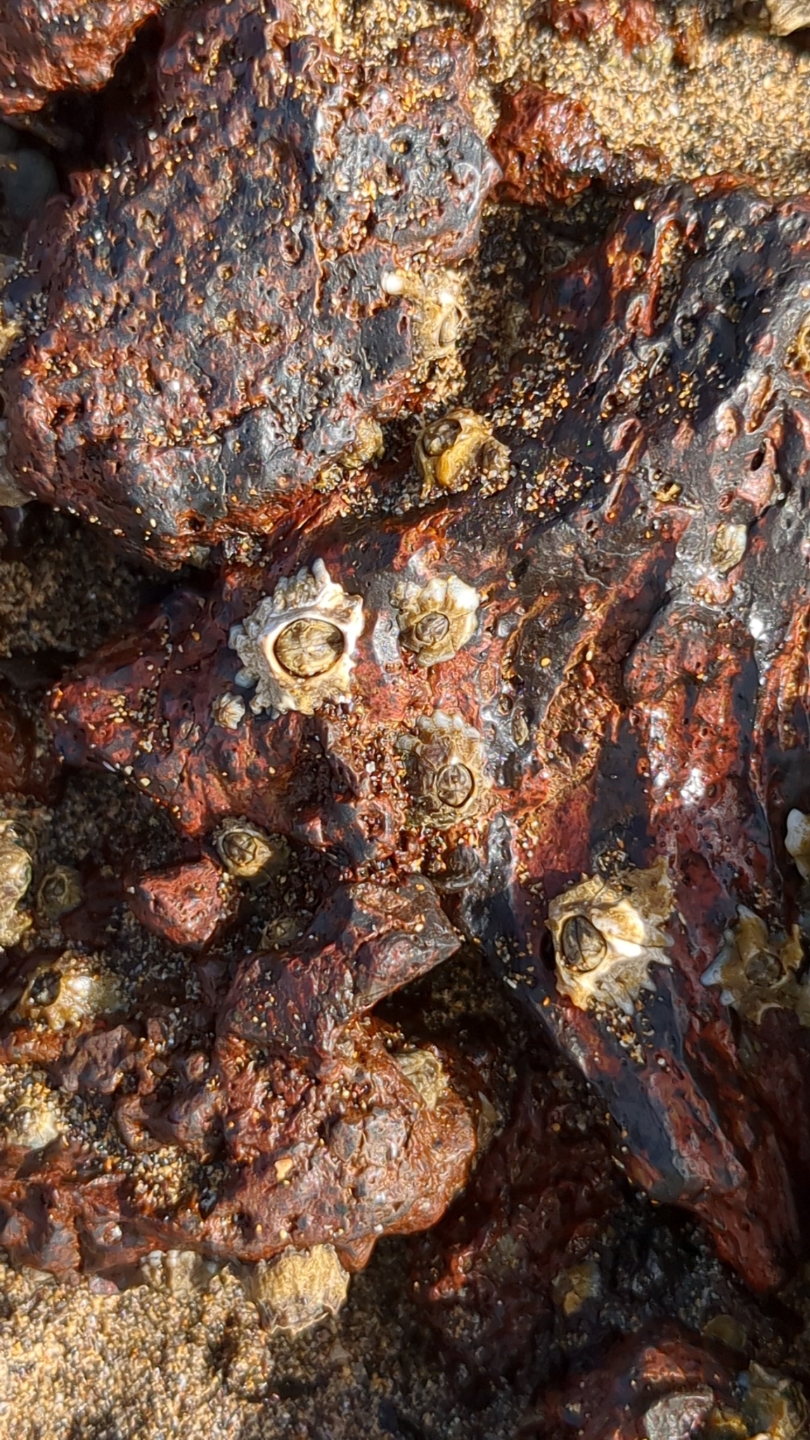 Chthamalus stellatus