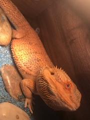 Pogona