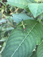 Eumastax salazari