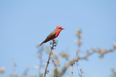 Pyrocephalus rubinus