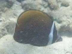 Chaetodon collare