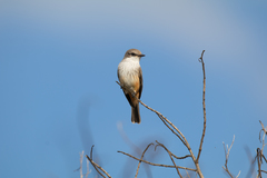Pyrocephalus rubinus