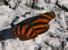 Eresia phillyra phillyra