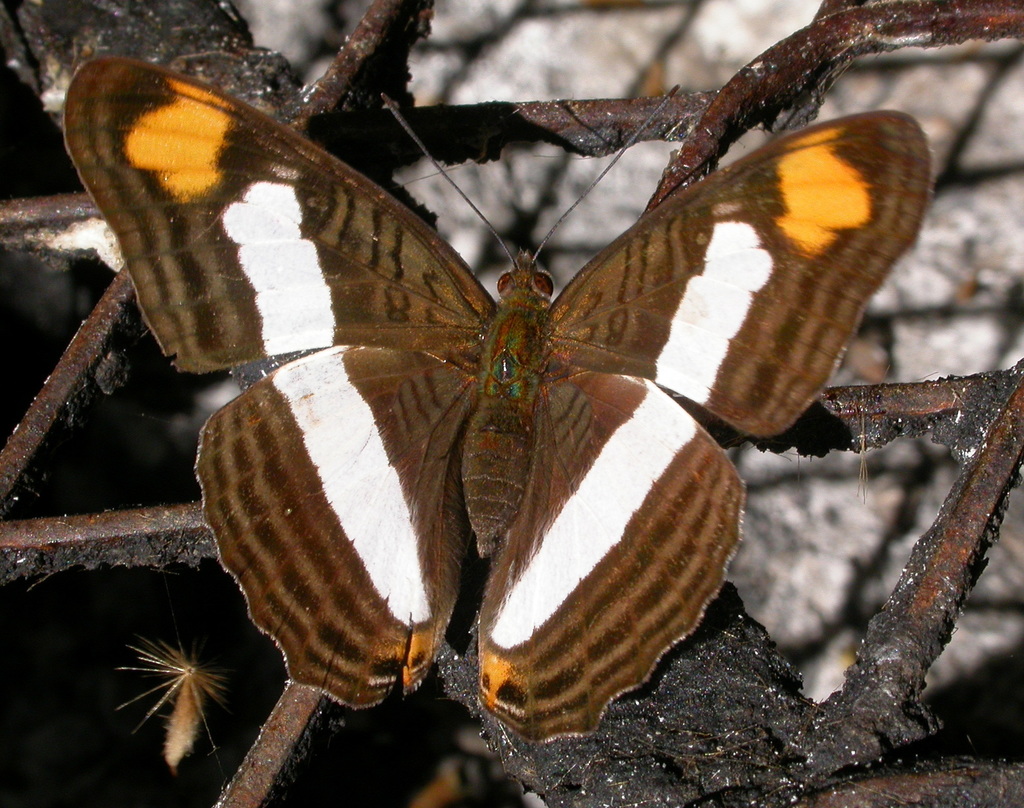 Spot-celled Sister