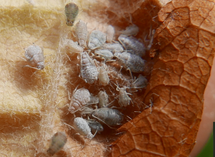 wild service aphid