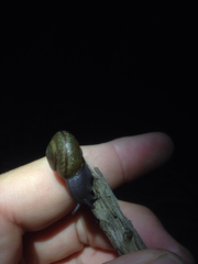 Helminthoglypta traskii