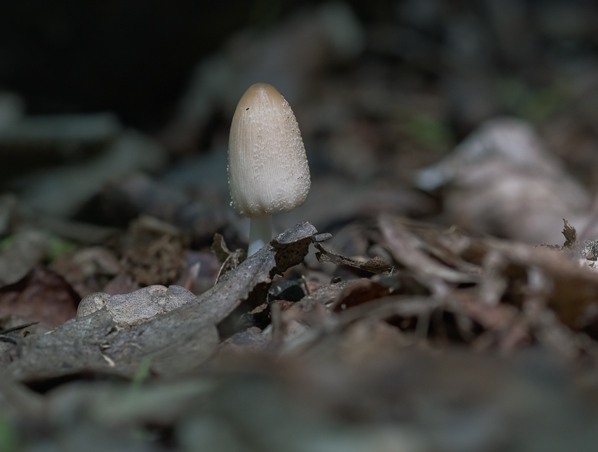 Coprinellus pallidissimus