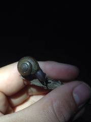 Helminthoglypta traskii