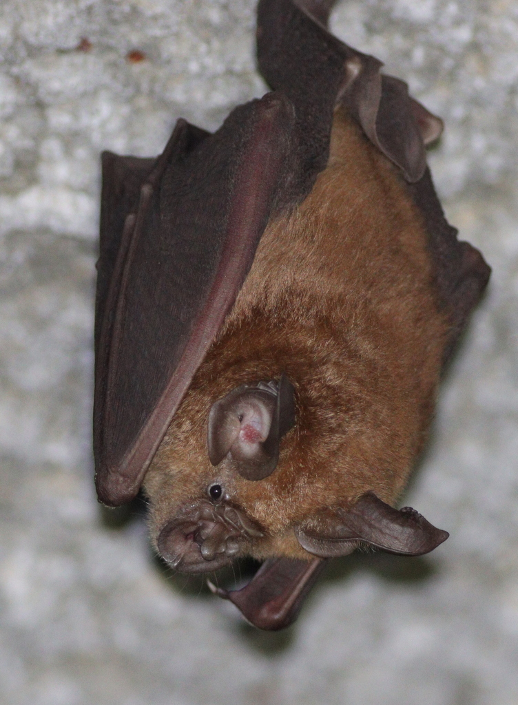 Greater Japanese Horseshoe Bat