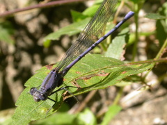 Argia tonto