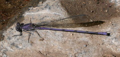 Argia tonto