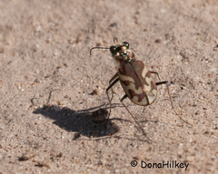 Cicindela tranquebarica kirbyi