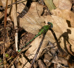 Erpetogomphus elaps