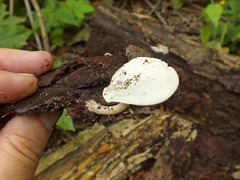 Clitocybe truncicola