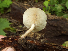 Clitocybe truncicola