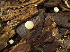 Clitocybe truncicola