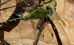Erpetogomphus elaps