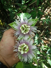 Passiflora mayarum