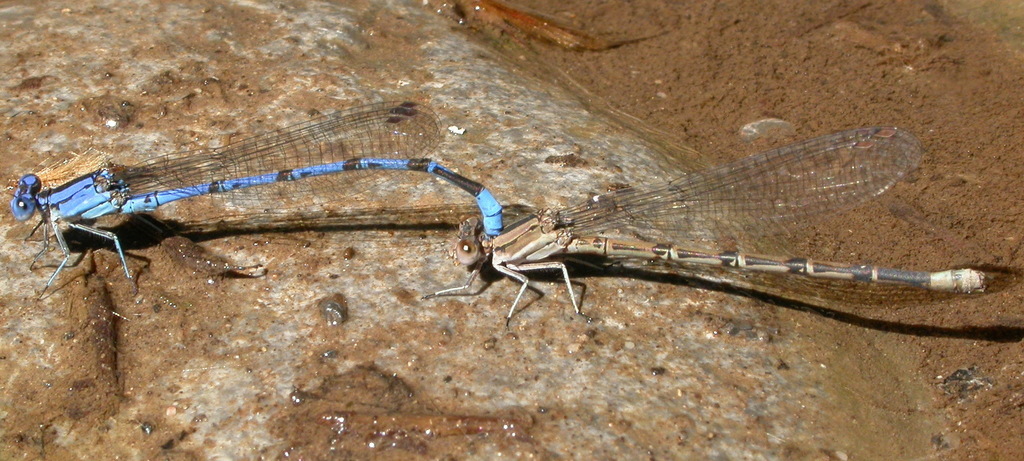 Springwater Dancer