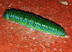 Leptophobia