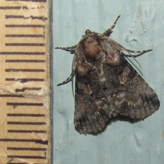 Abrostola microvalis