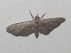 Eupithecia longidens