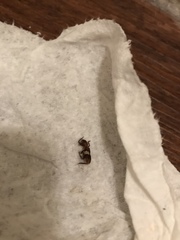 Enoclerus quadrisignatus