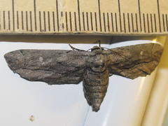 Holochroa dissociarius