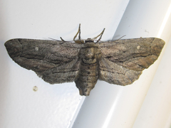 Holochroa dissociarius