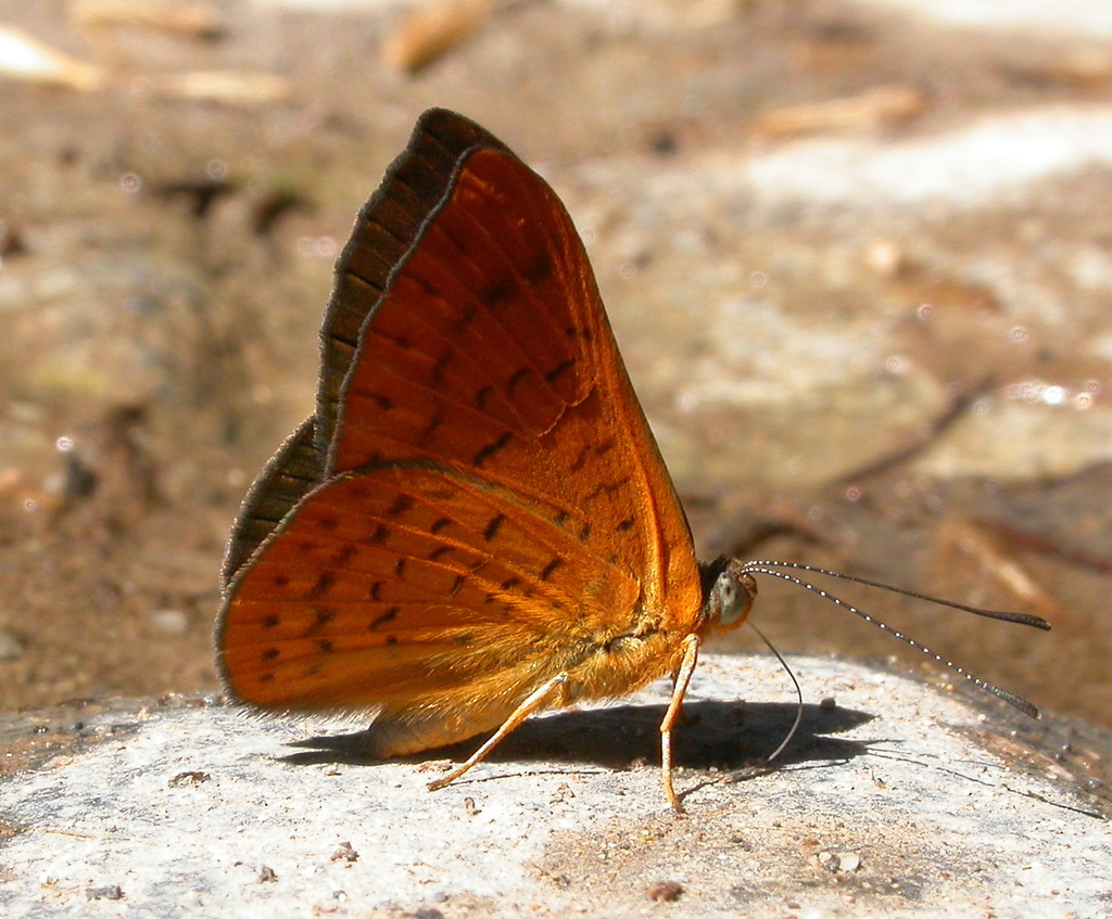Falcate Metalmark