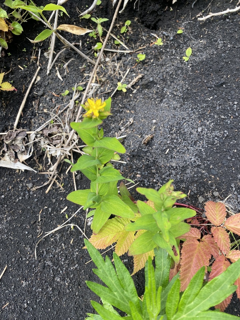 Hypericum kamtschaticum; photograph Илья Руденко, CC BY, iNaturalist via GBIF