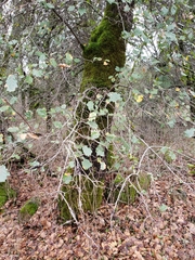 Quercus × morehus