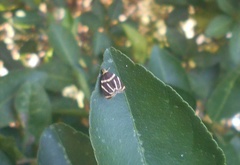 Hemerophila arcigera