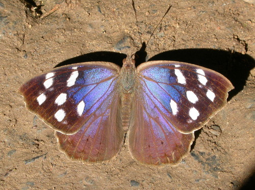 Florida Purplewing