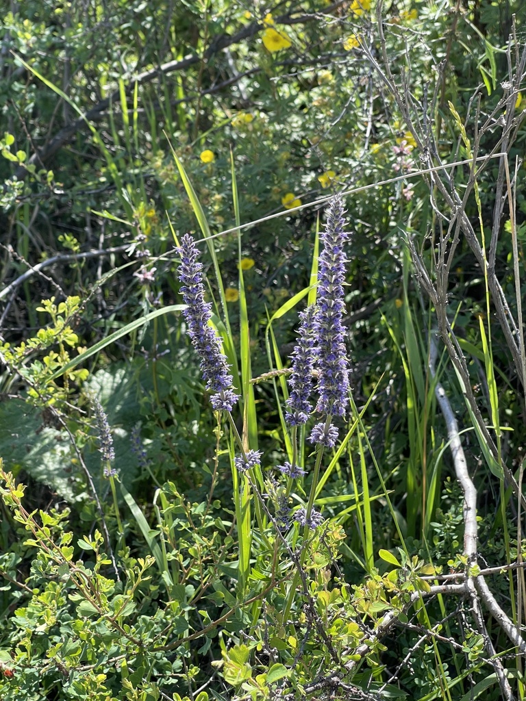 Nepeta multifida from Мухоршибирский район, Бурятия, RU on July 25 ...