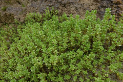 Crassula moschata