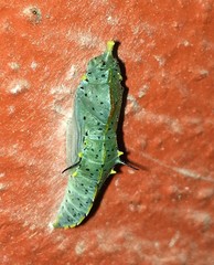 Leptophobia