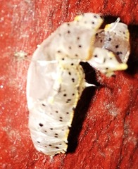 Leptophobia