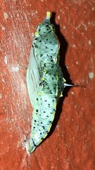 Leptophobia
