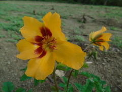 Cochlospermum wrightii
